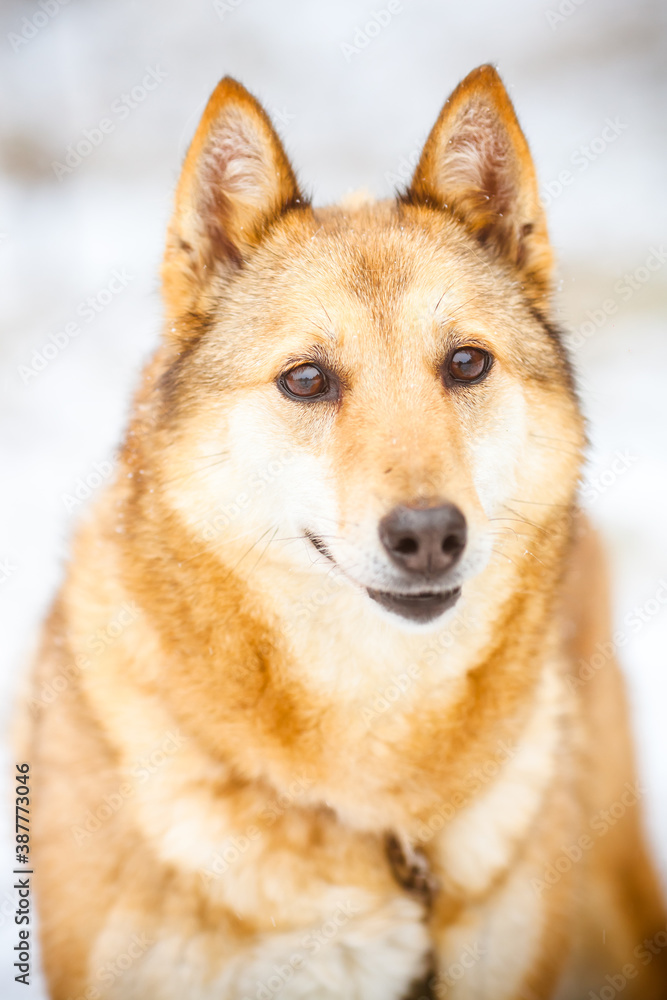 Portrait of a fluffy red dog with expressive eyes