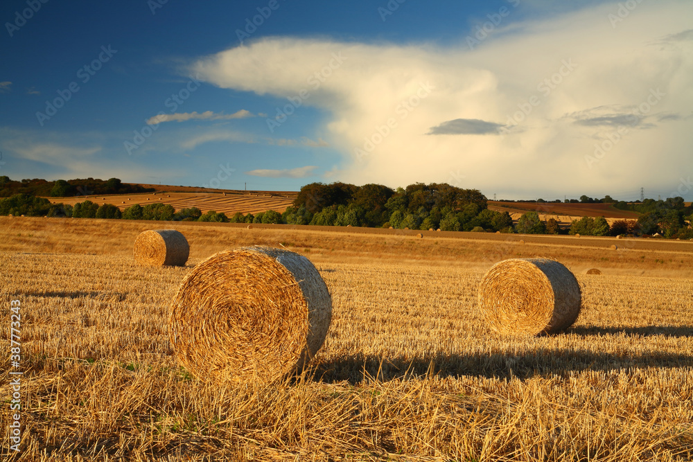 Circular Hay Bales in a Field bathed in golden light with Thunder Clouds in the Distance, County Durham, England, United Kingdom.