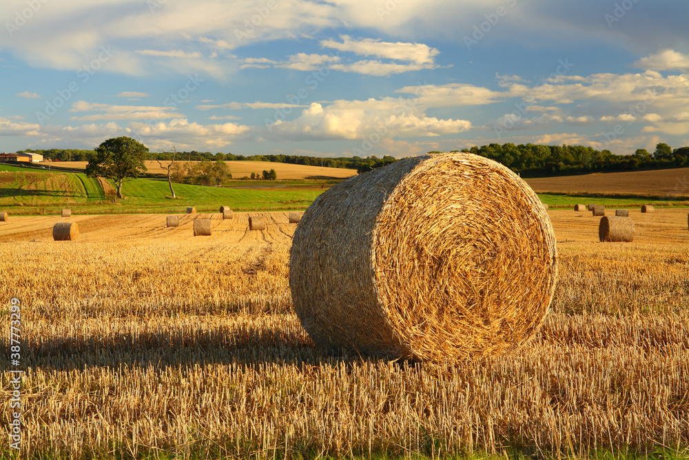 Circular Hay Bales in a Field bathed in golden light, County Durham, England, United Kingdom.