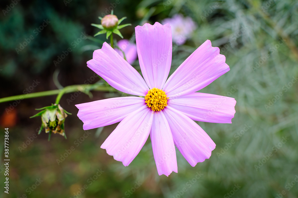 Obraz premium One delicate vivid pink flower of Cosmos plant in a British cottage style garden in a sunny summer day, beautiful outdoor floral background photographed with soft focus.