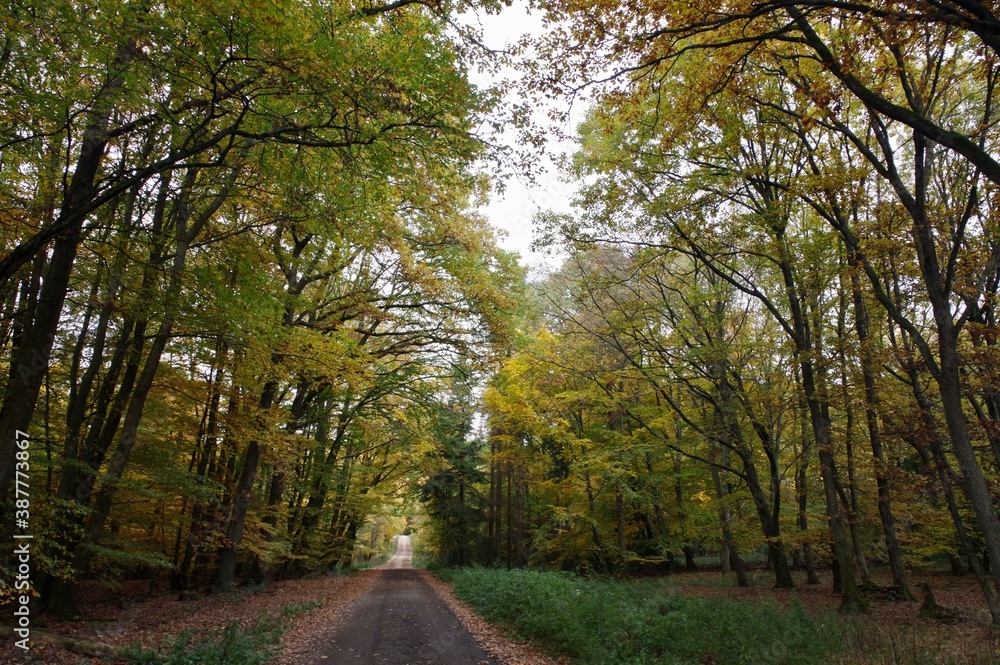 Herbstwald