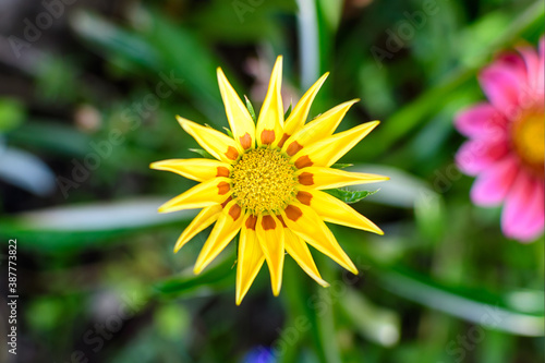 Top view of many vivid yellow gazania flowers and blurred green leaves in soft focus  in a garden in a sunny summer day  beautiful outdoor floral background..