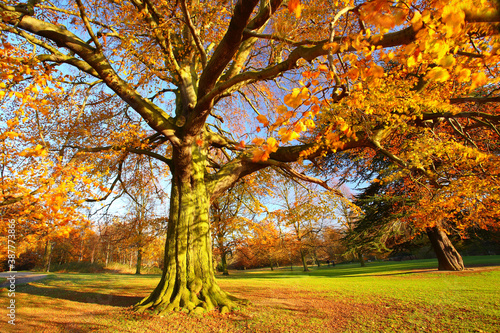 Wide angle view of a Tree with Autumn Foliage in a park in County Durham.
