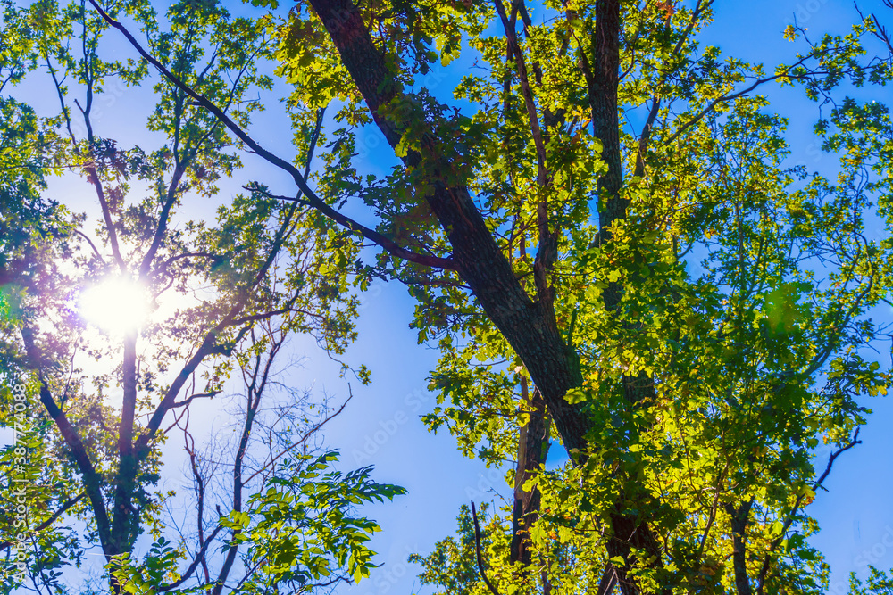 Obraz premium The rays of the bright autumn sun make their way through the leaves of the oak forest