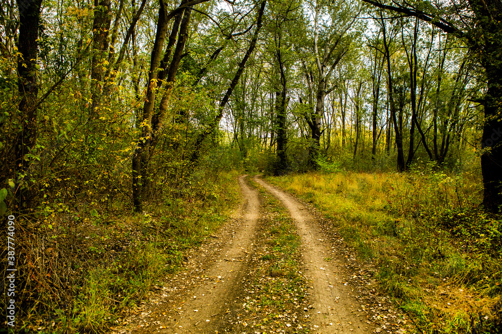Fototapeta premium Beautiful autumn landscape in forest. Colored yellow nature in Europe. Amazing Environment.