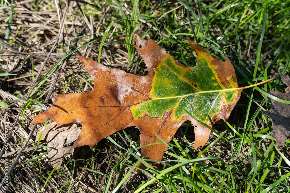 Yellow oak leaf on green grass. A yellow oak leaf lies on green grass covered with frost in the fall season. Yellow oak leaf on green grass. A yellow oak leaf lies on green grass covered with frost in the fall season.