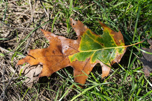 Yellow oak leaf on green grass. A yellow oak leaf lies on green grass covered with frost in the fall season.
