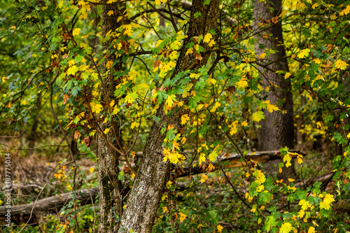 Fototapeta Naklejka Na Ścianę i Meble -  Beautiful autumn landscape in forest. Colored yellow nature in Europe. Amazing Environment.