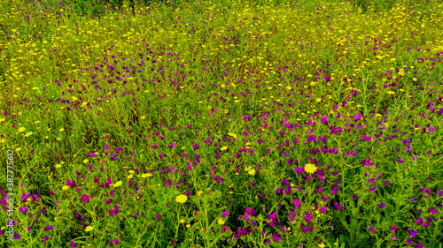 Schilderij op canvas Estação de Primavera com as novas flores e as suas belas cores que a compõem
