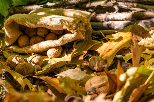 Walnuts lie in a bag on yellow fallen leaves. Autumn harvest