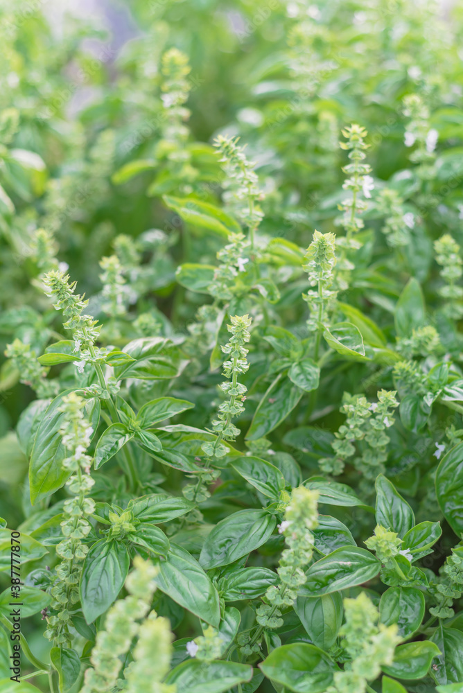 Shallow DOF blooming sweet basil flower and white petals at backyard garden in Texas, USA Shallow DOF blooming sweet basil flower and white petals at backyard garden in Texas, USA