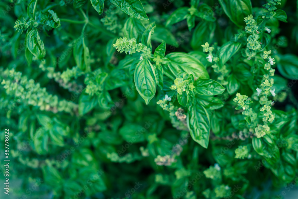 Looking down a flowering sweet basil bush with white petals at backyard garden in Texas, USA Looking down a flowering sweet basil bush with white petals at backyard garden in Texas, USA