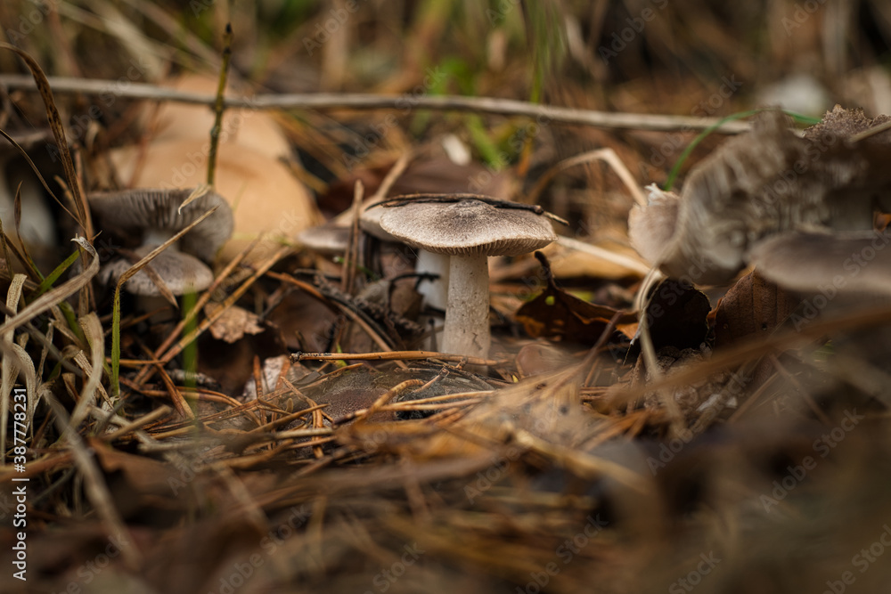 Pilz im Wald Pilz im Wald