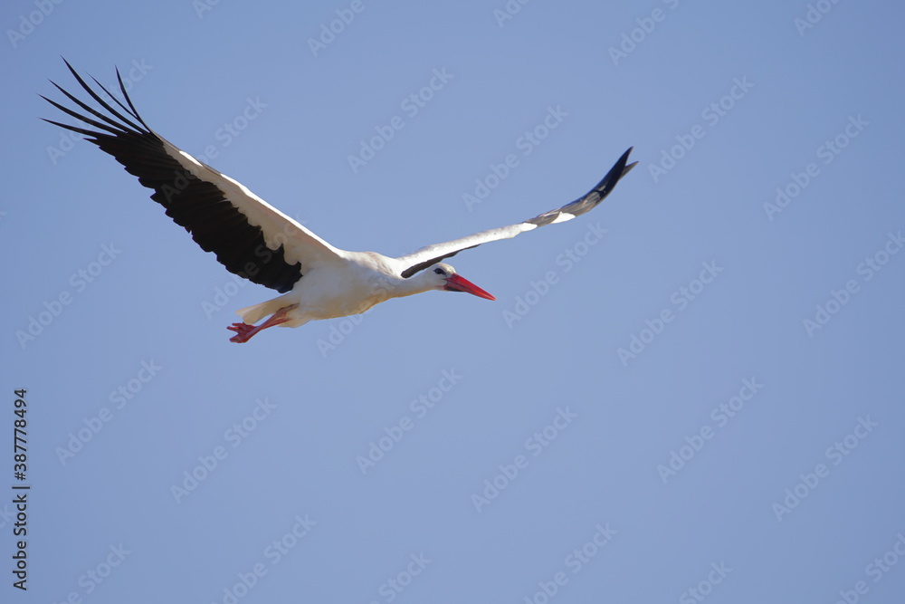 Stork in flight.