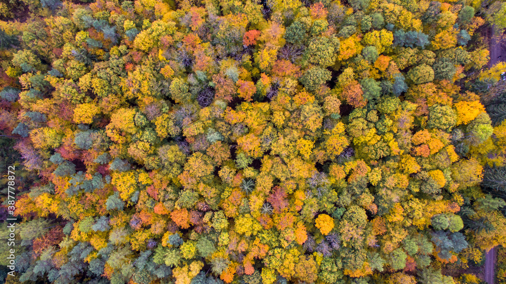 drone autumn wood