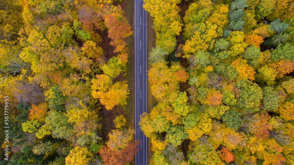 aerial autumn wood with road