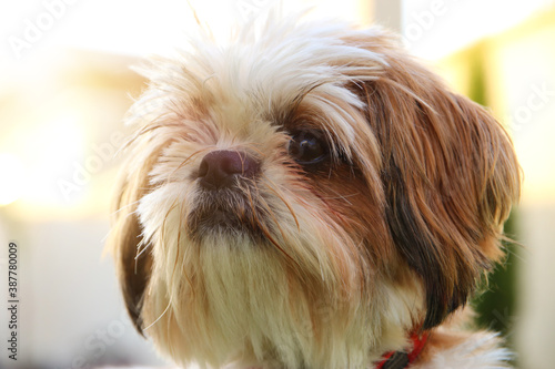 Close up of adorable shi tzu dog's face