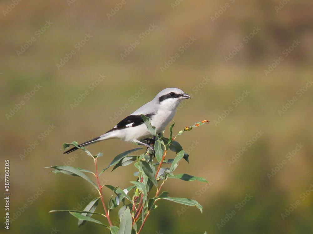 Great grey shrike (Lanius excubitor) perching on a beautiful tree branch with small leaves, looking towards the camera. Behind the bird there is a blurry calm yellow brown orange and green background Great grey shrike (Lanius excubitor) perching on a beautiful tree branch with small leaves, looking towards the camera. Behind the bird there is a blurry calm yellow brown orange and green background