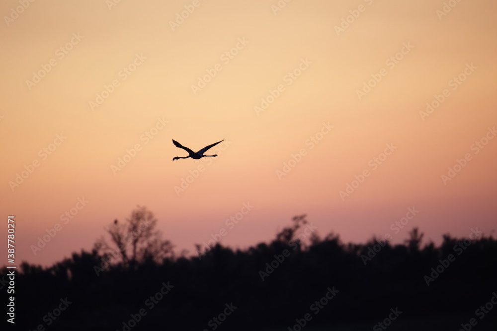 Flamenco flying during the sunset. Flamenco flying during the sunset.