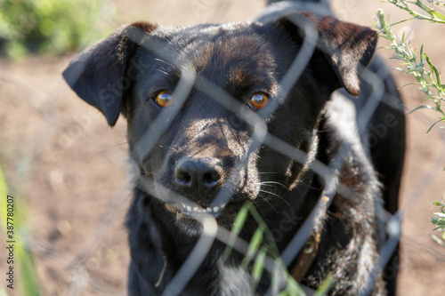 Sad homeless dog looking through fence at animal shelter