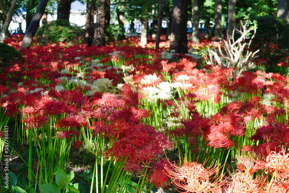 松戸　祖光院の美しい満開の彼岸花（日本千葉県松戸市） Beautiful cluster amaryllis in full bloom at Sokoin, Matsudo (Matsudo City, Chiba Prefecture, Japan)