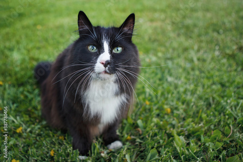 Black and white cat outdoor.