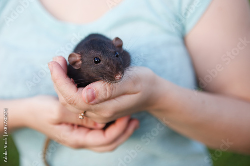 Gray rat in hands