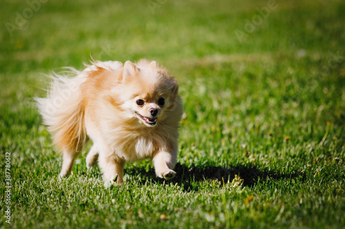 Pomeranian Red Spitz dog on a green lawn.