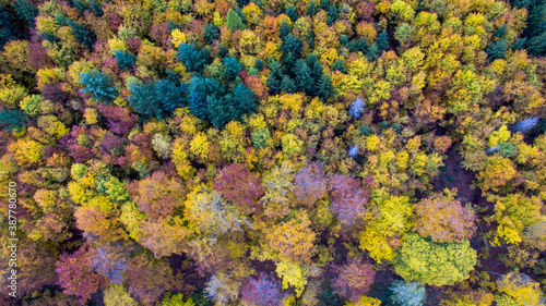 colorful forest aerial