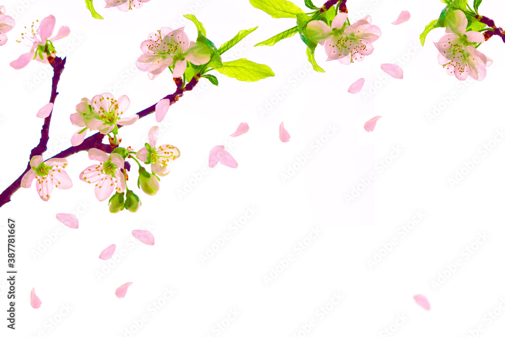 Naklejka premium Flowering branch of cherry isolated on a white background.