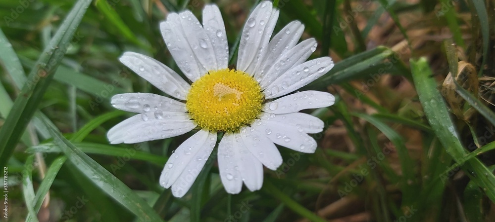 Obraz premium Daisy after rainfall