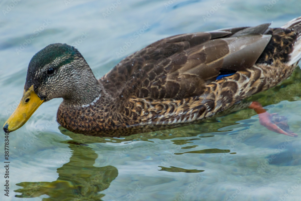 A duck swimming around