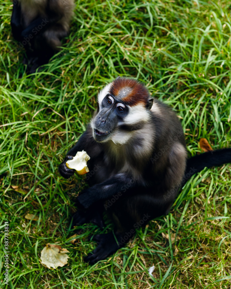 Obraz premium Monkey eating apple on green grass in zoo inclosure