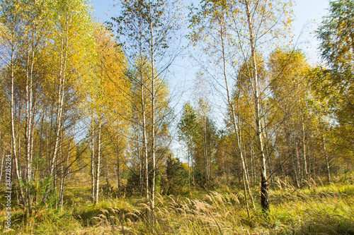 early autumn, yellow leaves on the trees in the forest