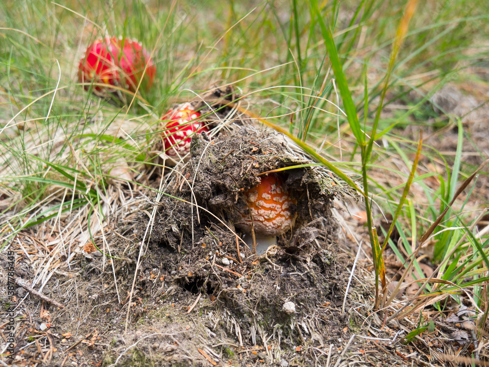 Champignon : Amanite tue-mouche sortant de terre Champignon : Amanite tue-mouche sortant de terre