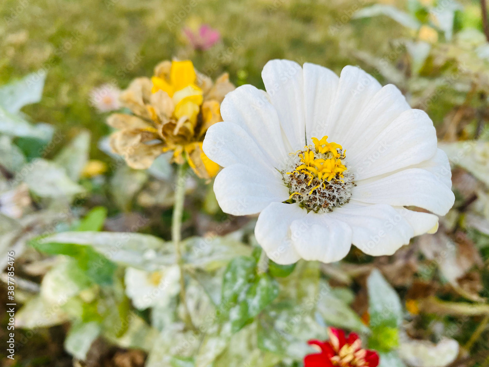 white cosmos in the field white cosmos in the field