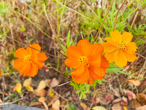 orange cosmos blooming in the field