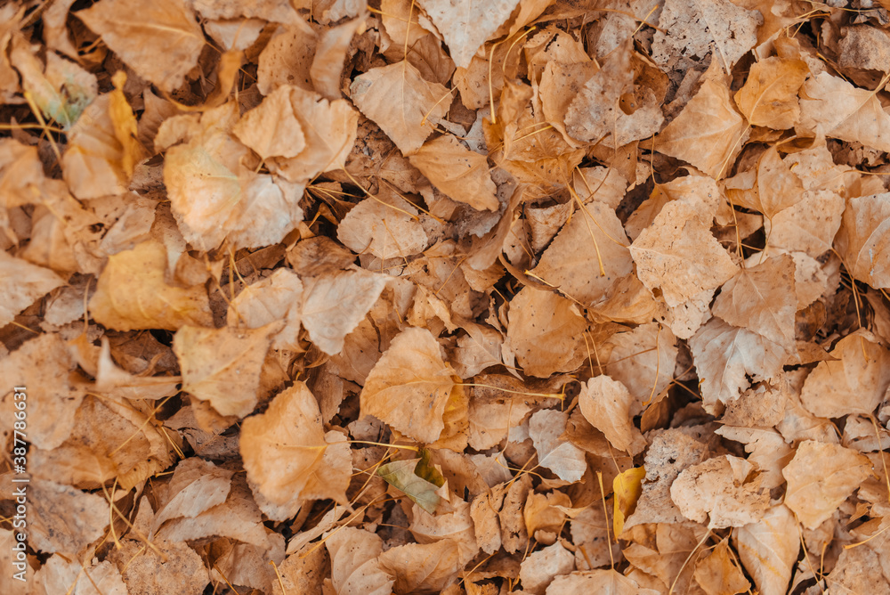 Background group autumn orange leaves. Outdoor. Background group autumn orange leaves. Outdoor.
