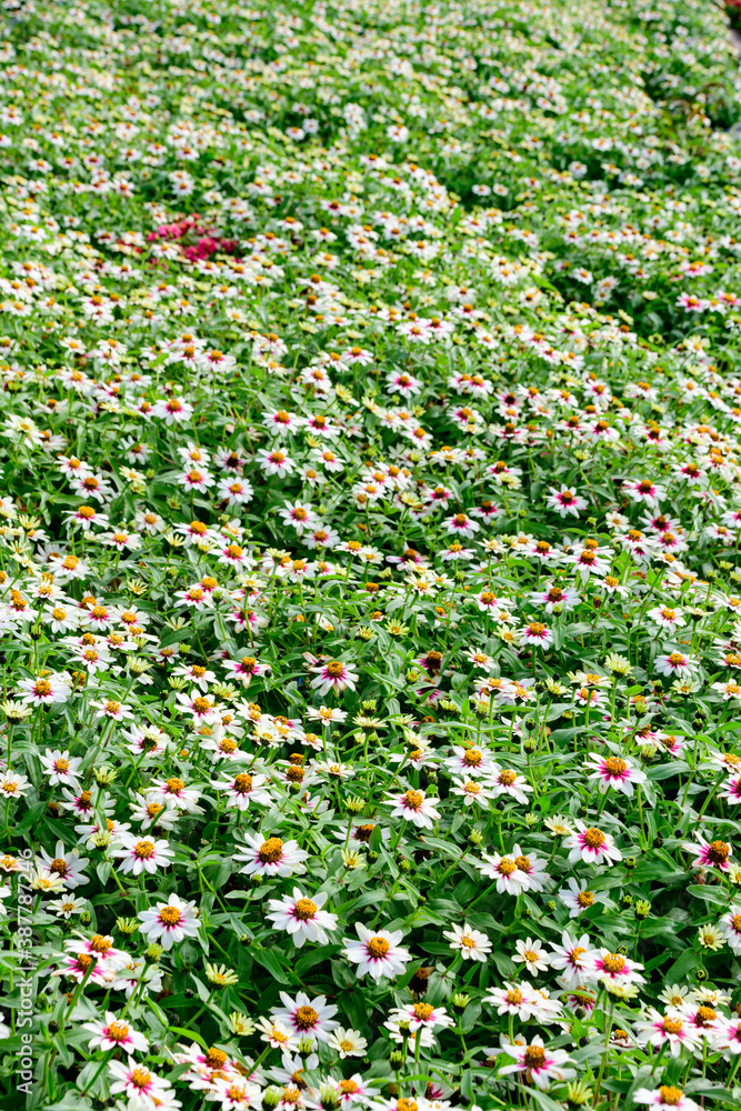 満開の白いダリアの花畑が美しい