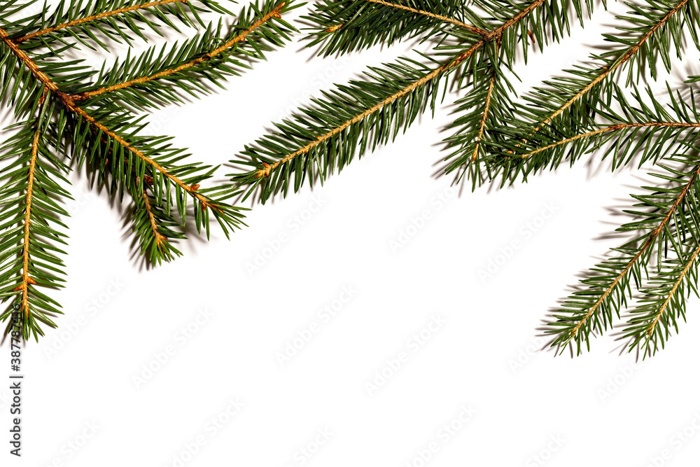 Christmas tree branches on a white background