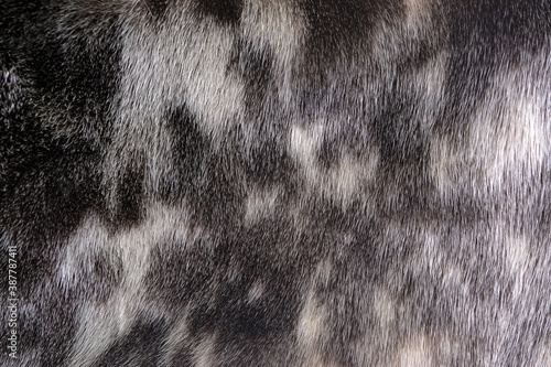 Beautiful background from spotted natural fur (seal)
