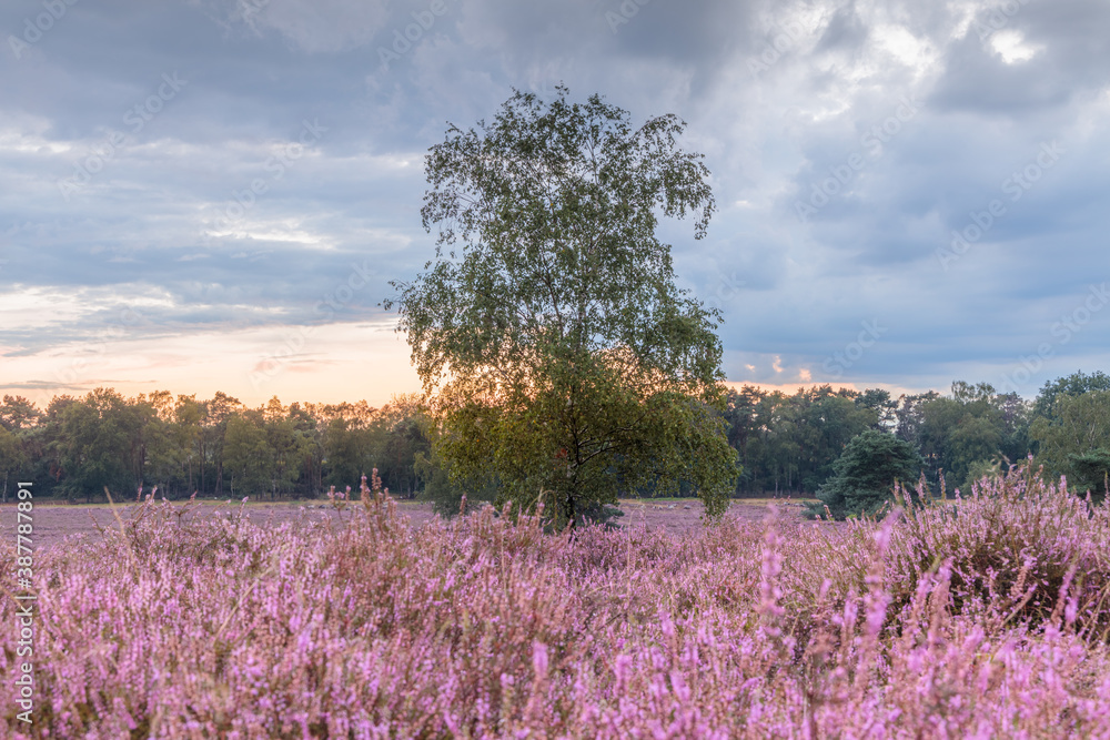 Single birch tree at sunset in late summer in a heather plant covered landscape with violet blossoms in the foreground.