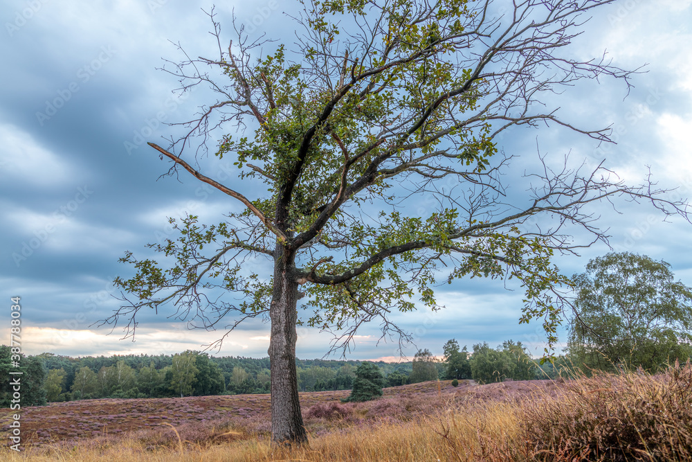 single dry tree in a violet heather landscape on a cloudy late summer sunset day. The tree is dry and has only some green leaves left