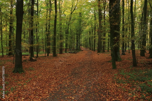 Schöner Weg durch den Buchenwald