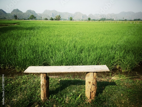 wooden bench on the green​ field