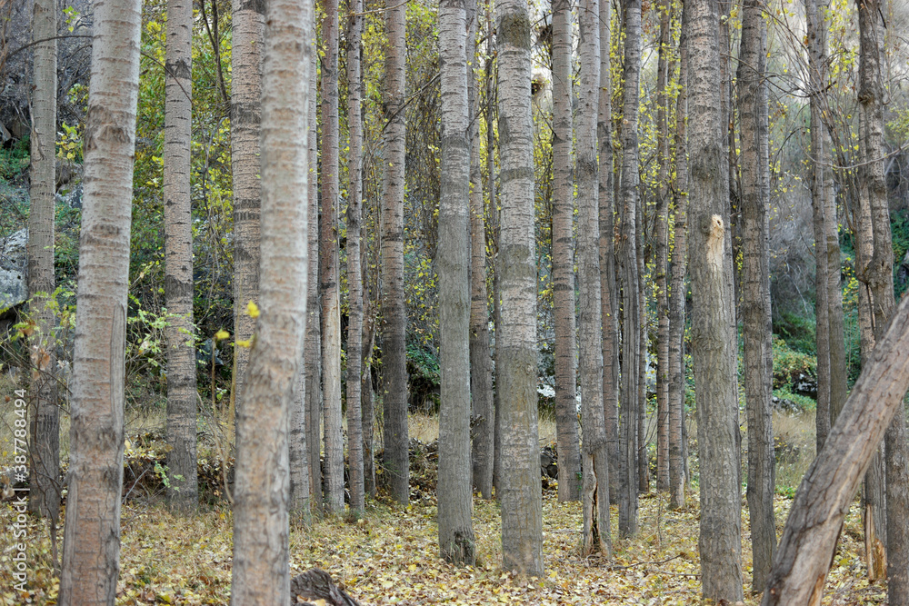 Naklejka premium Forest trees trunks background. Woodland in autumn season. Beautiful nature landscape.