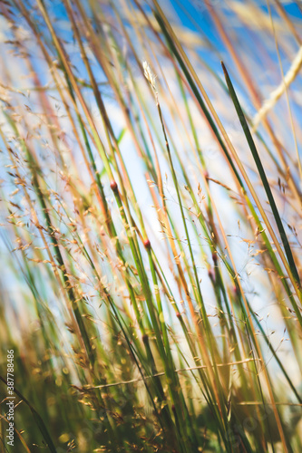 Grass in the wind