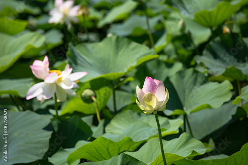 Lotus. Indian lotus flowers close up. Beautiful delicate flower.