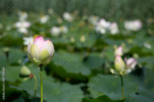 Lotus. Indian lotus flowers close up. Beautiful delicate flower.