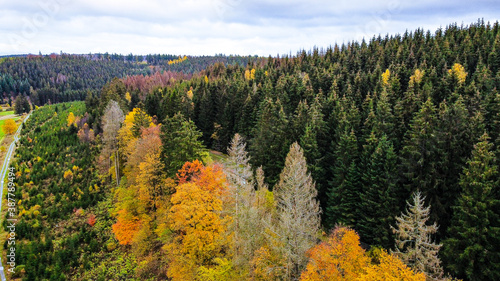 Fotografi Mixed forest in autumn - drone view